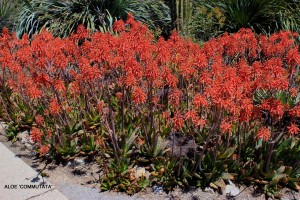 Aloe 'Commutata' - blooming